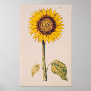 Sunflower or Helianthus Poster