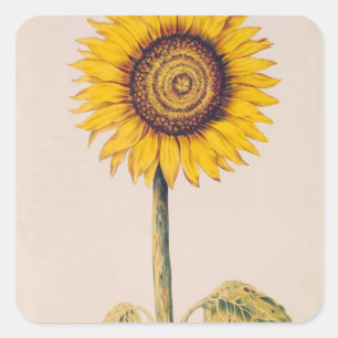 Sunflower or Helianthus Square Sticker