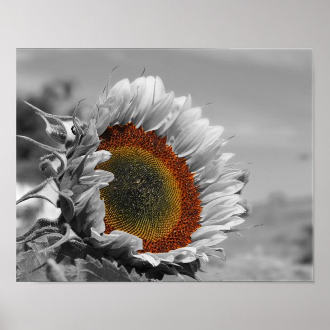 Sunflower Partial Colour Flower Poster (Front)
