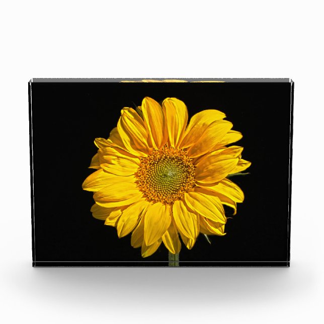 Sunflower pbcnm photo block (Front)