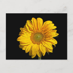 Sunflower pc arc4 postcard