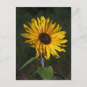 Sunflower Perfect Postcard