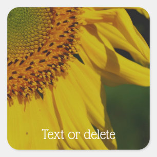 Sunflower Petals Flower Personalised Square Sticker