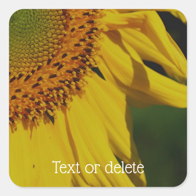 Sunflower Petals Flower Personalised Square Sticker (Front)