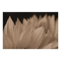 Sunflower Petals in Sepia Tone