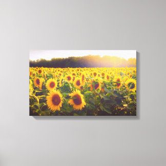Sunflower Photo Canvas Print