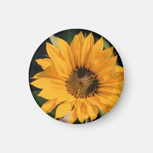 Sunflower Photo Magnet (Front)