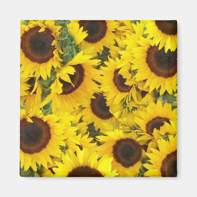 Sunflower Photo Magnets (Front)