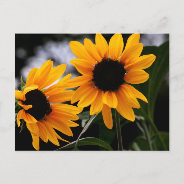 Sunflower Photo Postcard (Front)