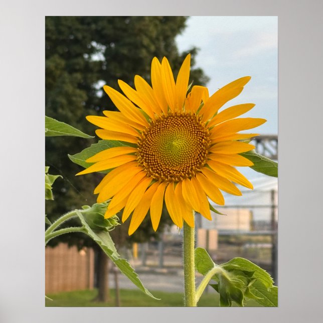 Sunflower Photo Poster  (Front)