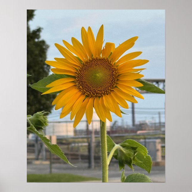 Sunflower Photo Poster  (Front)