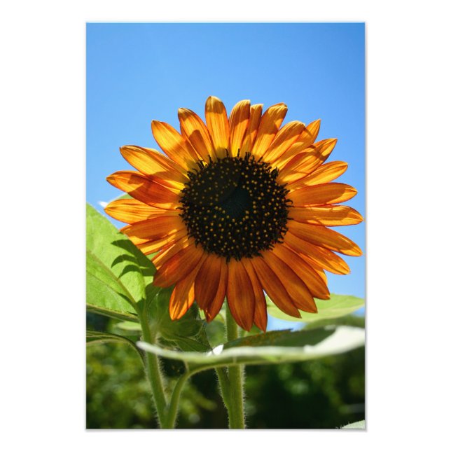 Sunflower Photo Print (Front)
