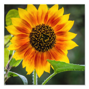 Sunflower Photo Print