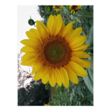 Sunflower Photo Print on Premium Satin Finish Pape