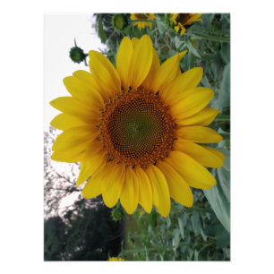 Sunflower Photo Print on Premium Satin Finish Pape