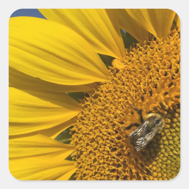 Sunflower Photo Summer Bee Botanical Square Sticker (Front)