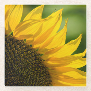 Sunflower Photograph Glass Coaster