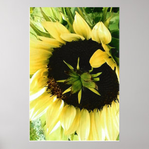 Sunflower Picture Poster