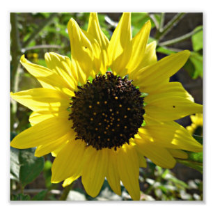 Sunflower plant Helianthus annuus Photo Print