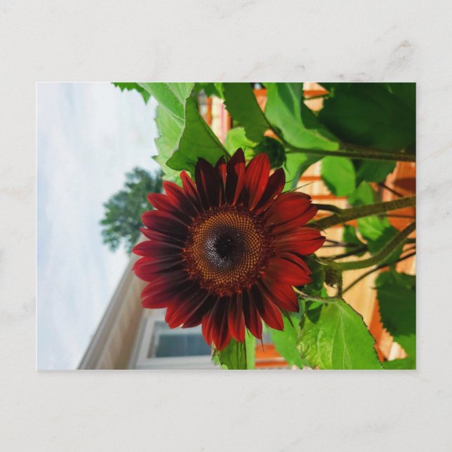 Sunflower Post Card (Front)