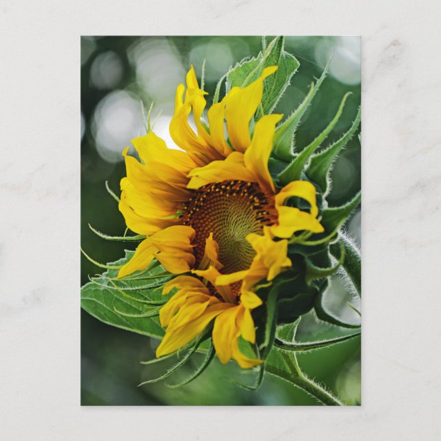 Sunflower Postcard (Front)