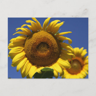 Sunflower Postcard