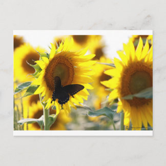 Sunflower Postcard