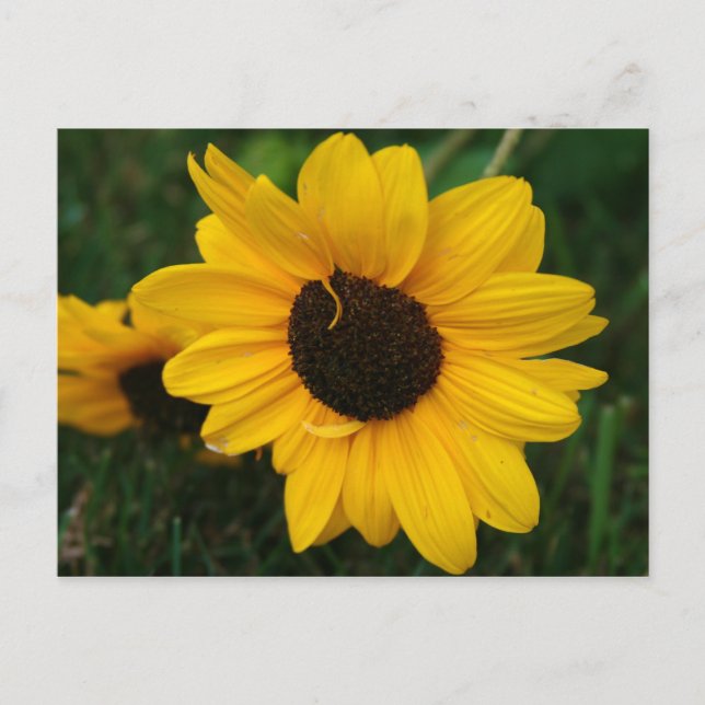 Sunflower Postcard (Front)