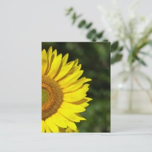 Sunflower Postcard
