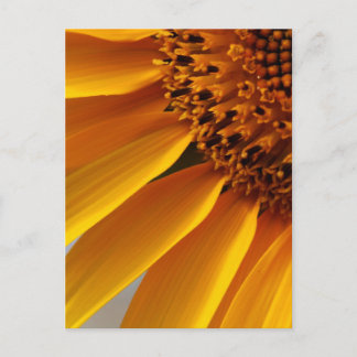 Sunflower Postcard