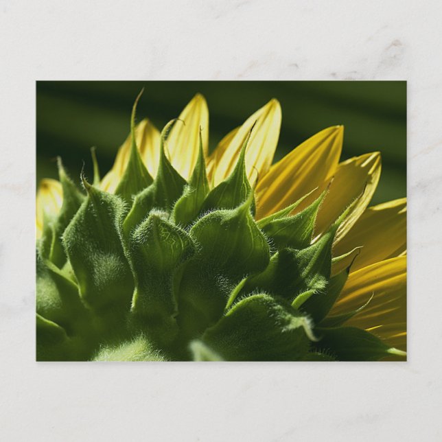 Sunflower Postcard (Front)