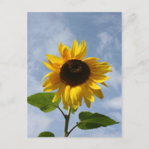 Sunflower Postcard