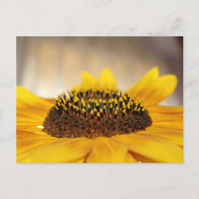 Sunflower Postcard (Front)
