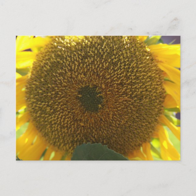 Sunflower Postcard (Front)