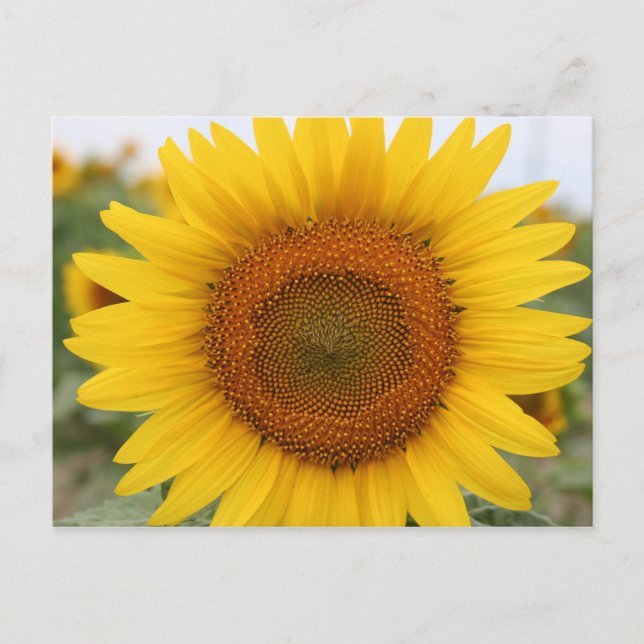 Sunflower Postcard (Front)