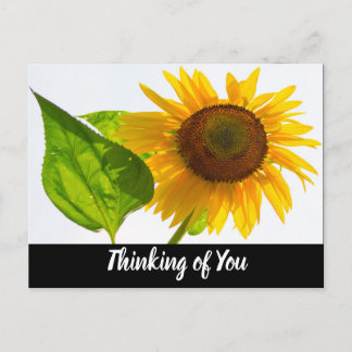 Sunflower Postcard