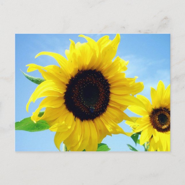 Sunflower Postcard (Front)