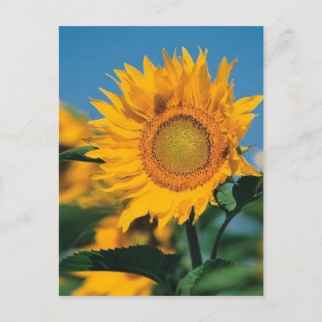 Sunflower Postcard (Front)