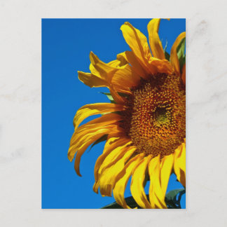 Sunflower - Postcard