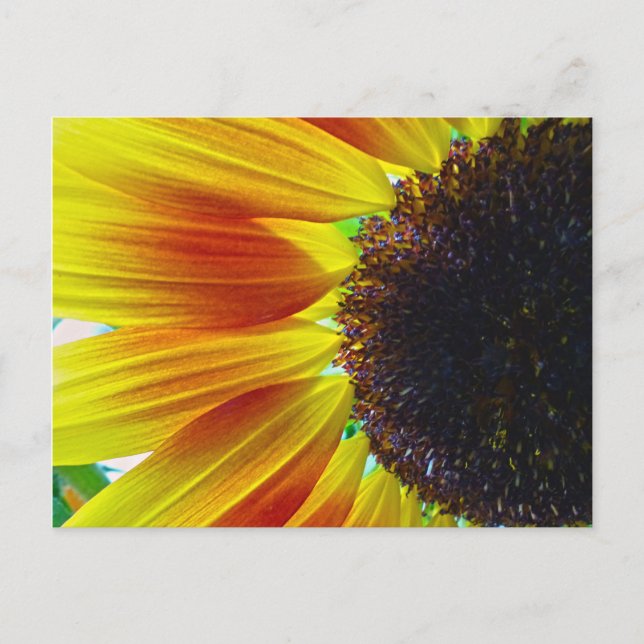 Sunflower Postcard (Front)