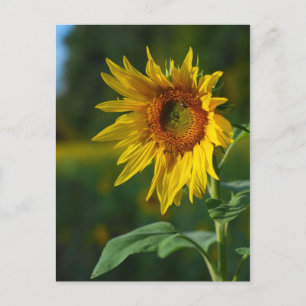 Sunflower Postcard