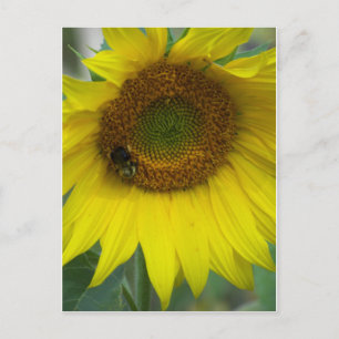 sunflower postcard