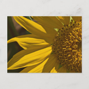 Sunflower Postcard