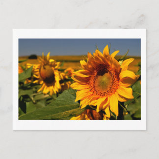sunflower postcard