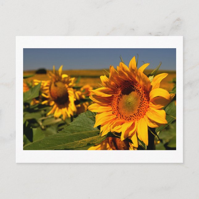 sunflower postcard (Front)