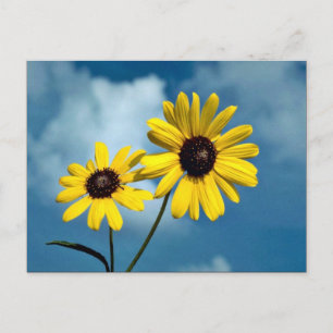 Sunflower Postcard