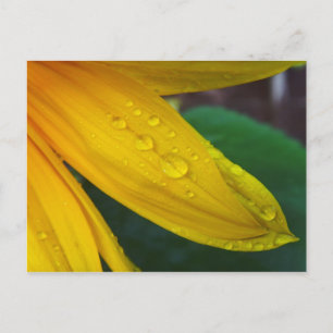 Sunflower Postcard