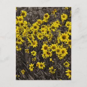 Sunflower Postcard