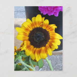 Sunflower Postcard