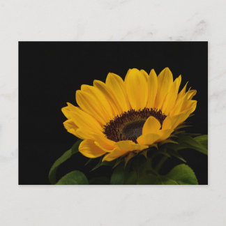 Sunflower Postcard